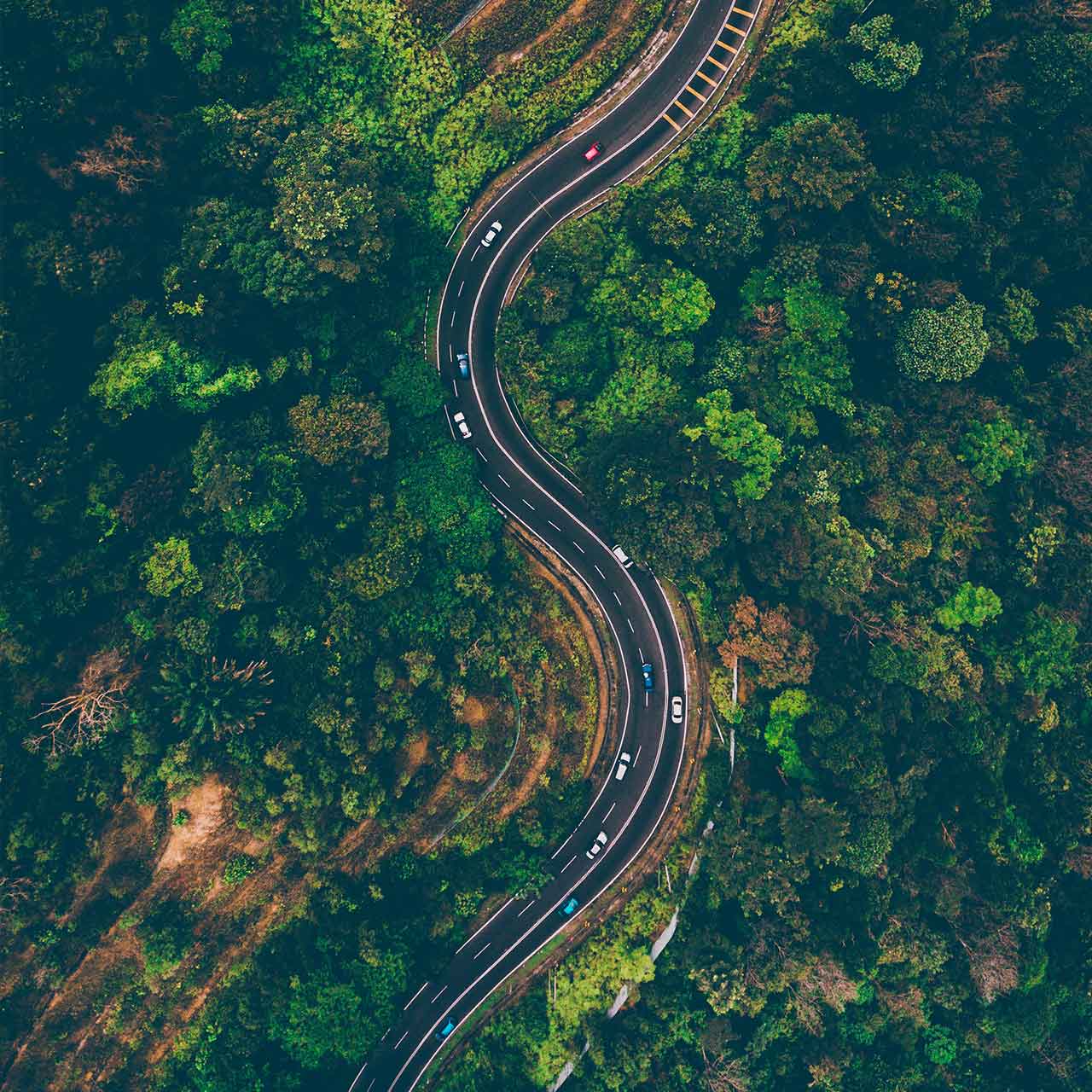 road in the middle of the forest